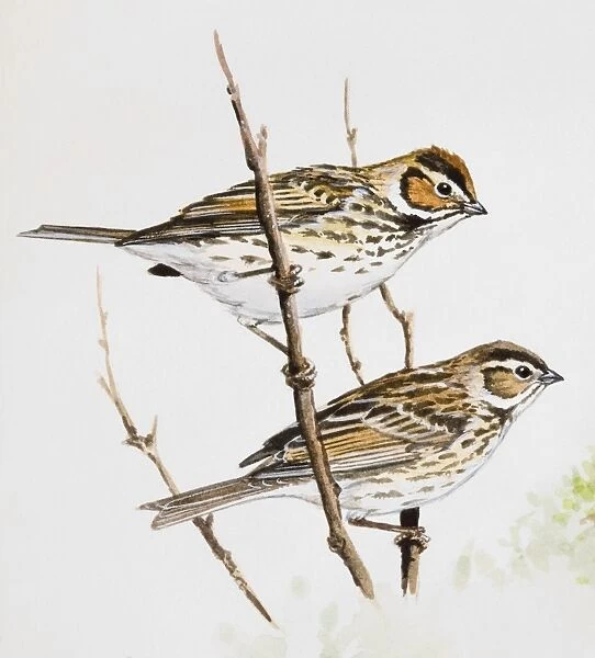 Little bunting (Emberiza pusilla), male and female, perching on branches
