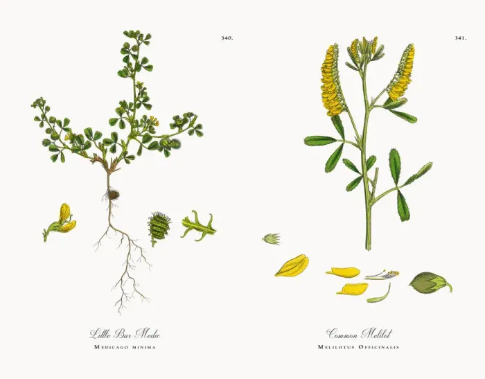 Framed Print : Little Bur Medic, Medicago minima, Victorian Botanical Illustration, 1863 Framed Print : Little Bur Medic, Medicago minima, Victorian Botanical Illustration, 1863