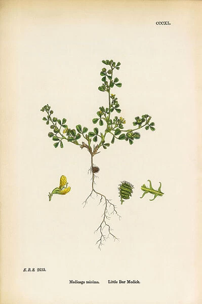 Little Bur Medic, Medicago minima, Victorian Botanical Illustration, 1863