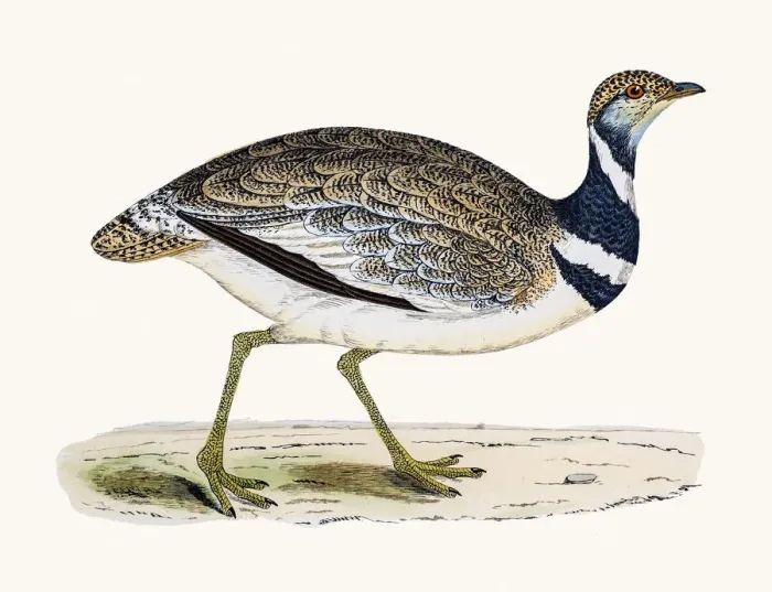 Framed Print : Little Bustard bird Framed Print : Little Bustard bird