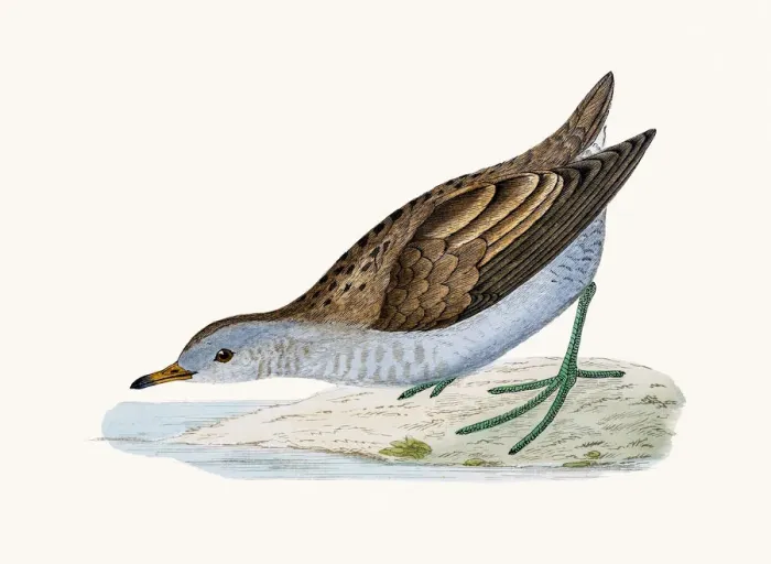 Framed Print : Little crake