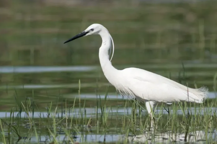Framed Print : Little Egret -Egretta garzetta-, foraging, Lake Kerkini, Greece, Europe Framed Print : Little Egret -Egretta garzetta-, foraging, Lake Kerkini, Greece, Europe