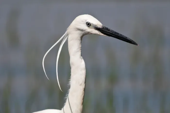 Framed Print : Little Egret -Egretta garzetta-, portrait, Lake Kerkini, Greece, Europe Framed Print : Little Egret -Egretta garzetta-, portrait, Lake Kerkini, Greece, Europe