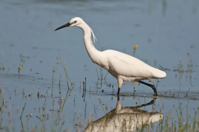 Framed Print : Little Egret -Egretta garzetta- foraging for food, Lake Kerkini, Central Macedonia, Greece