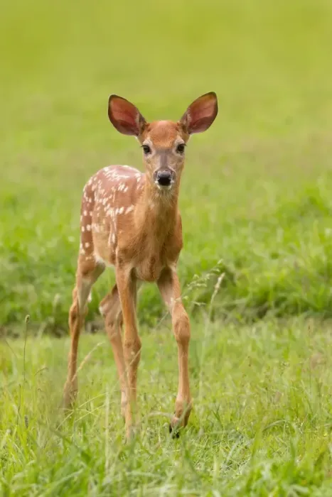 Framed Print : Fawn. This little fawn didn t very scared to come close to me Framed Print : Fawn. This little fawn didn t very scared to come close to me