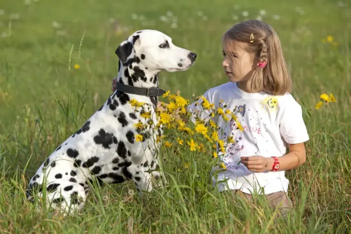 Framed Print : Little girl with Dalmatian in a meadow Framed Print : Little girl with Dalmatian in a meadow