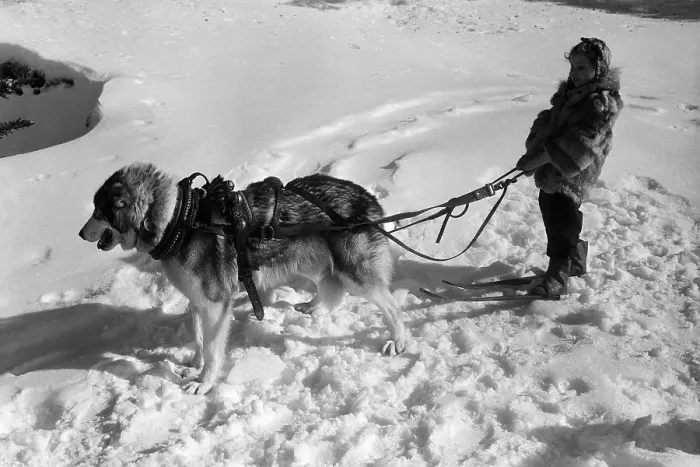 Framed Print : Little Girl on Skis Behind a Sled Dog Framed Print : Little Girl on Skis Behind a Sled Dog