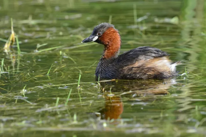 Framed Print : Little Grebe -Tachybaptus ruficollis-, Tyrol, Austria Framed Print : Little Grebe -Tachybaptus ruficollis-, Tyrol, Austria
