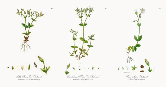 Framed Print : Little Mouse-Ear Chickweed, Cerastium Semidecandrum, Victorian Botanical Illustration, 1863 Framed Print : Little Mouse-Ear Chickweed, Cerastium Semidecandrum, Victorian Botanical Illustration, 1863