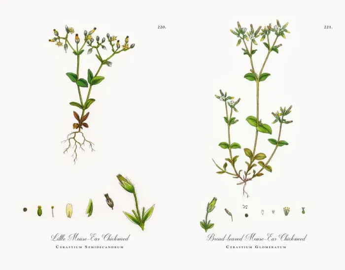 Framed Print : Little Mouse-Ear Chickweed, Cerastium Semidecandrum, Victorian Botanical Illustration, 1863 Framed Print : Little Mouse-Ear Chickweed, Cerastium Semidecandrum, Victorian Botanical Illustration, 1863
