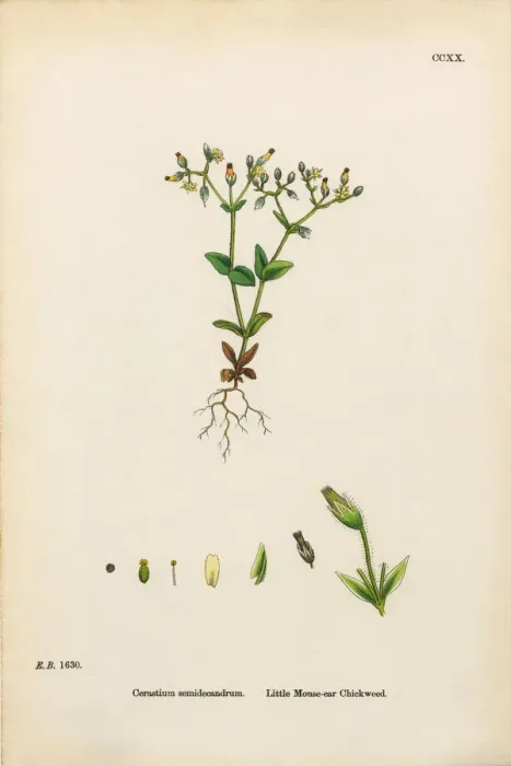 Framed Print : Little Mouse-Ear Chickweed, Cerastium Semidecandrum, Victorian Botanical Illustration, 1863