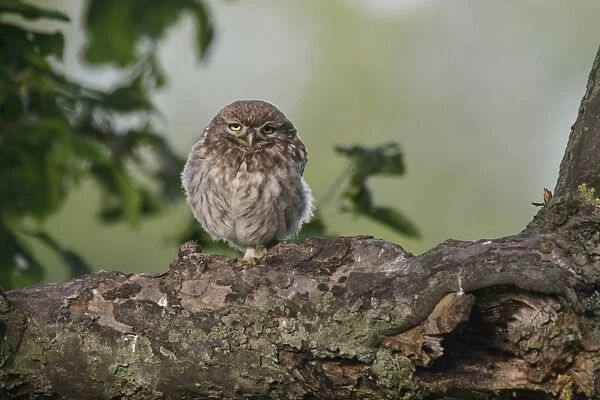 Little Owl -Athene noctua-, young, Emsland, Lower Saxony, Germany