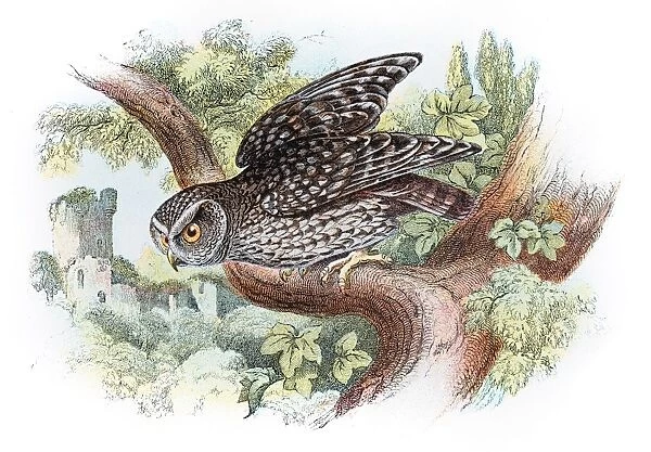 Little owl engraving 1896