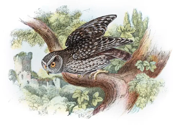 Framed Print : Little owl engraving 1896