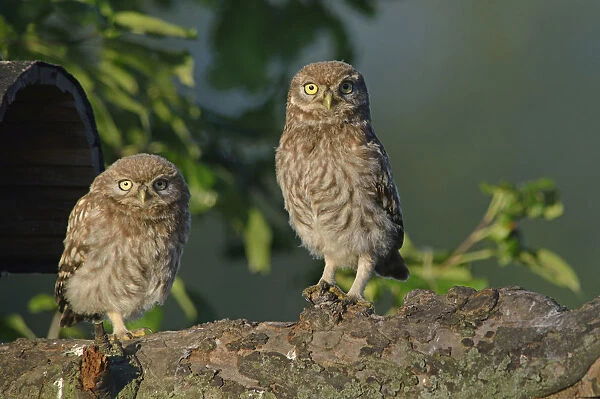 Little Owls -Athene noctua-, young, Emsland, Lower Saxony, Germany