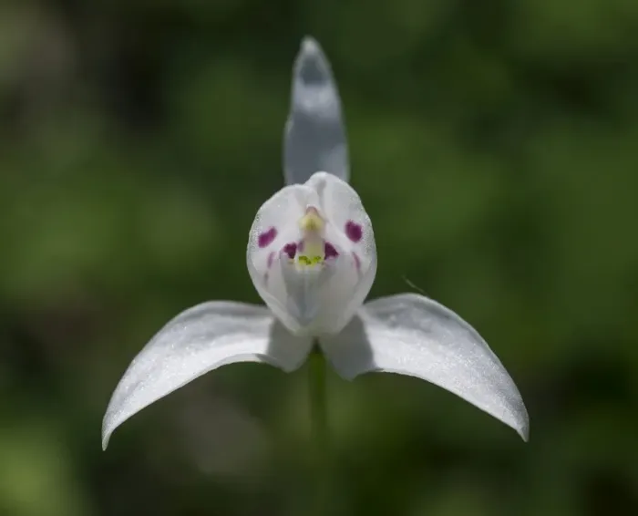 Framed Print : Little Pigeon Orchid -Codonorchis lessonii-, Huerquehue National Park, Araucania Region, Chile Framed Print : Little Pigeon Orchid -Codonorchis lessonii-, Huerquehue National Park, Araucania Region, Chile