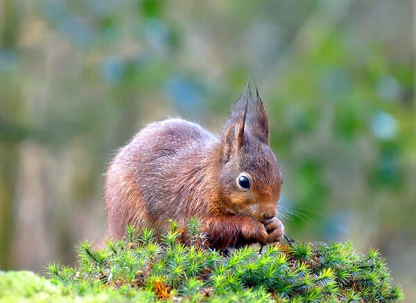 Little red squirrel is nibbling on a hazelnut