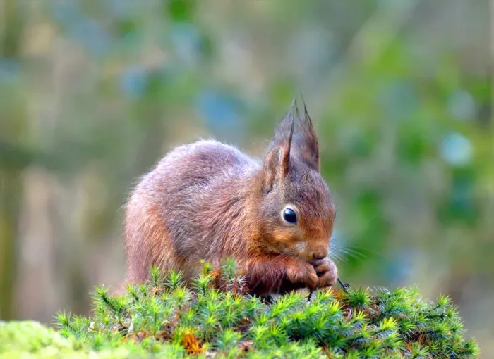 Framed Print : Little red squirrel is nibbling on a hazelnut Framed Print : Little red squirrel is nibbling on a hazelnut