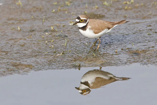 Little Ringed Plover -Charadrius dubius- reflected in water, Texel, The Netherlands