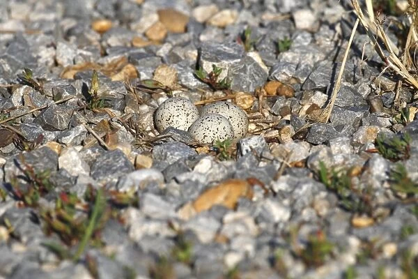 Little Ringed Plover -Charadrius dubius-, nest with eggs, well camouflaged on a gravel bank, Apetlon, Lake Neusiedl, Burgenland, Austria, Europe