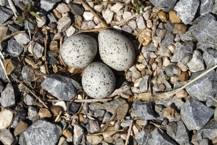 Framed Print : Little Ringed Plover -Charadrius dubius-, nest with three eggs, Apetlon, Lake Neusiedl, Burgenland, Austria, Europe Framed Print : Little Ringed Plover -Charadrius dubius-, nest with three eggs, Apetlon, Lake Neusiedl, Burgenland, Austria, Europe