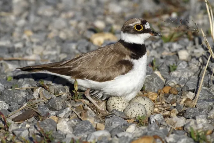Framed Print : Little Ringed Plover -Charadrius dubius-, on a nest with eggs on a gravel bank, Apetlon, Lake Neusiedl, Burgenland, Austria, Europe Framed Print : Little Ringed Plover -Charadrius dubius-, on a nest with eggs on a gravel bank, Apetlon, Lake Neusiedl, Burgenland, Austria, Europe