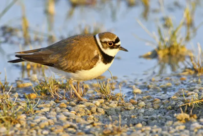 Framed Print : Little ringed plover -Charadrius dubius-, Burgenland, Austria, Europe