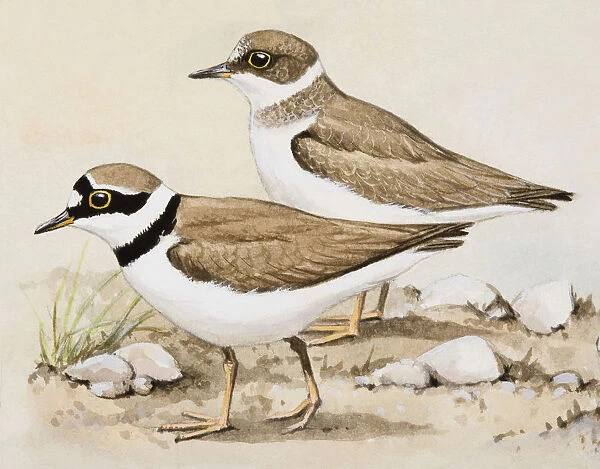 Little ringed plover (Charadrius dubius), two birds standing side by side, side view