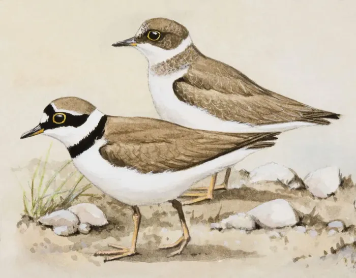 Framed Print : Little ringed plover (Charadrius dubius), two birds standing side by side, side view