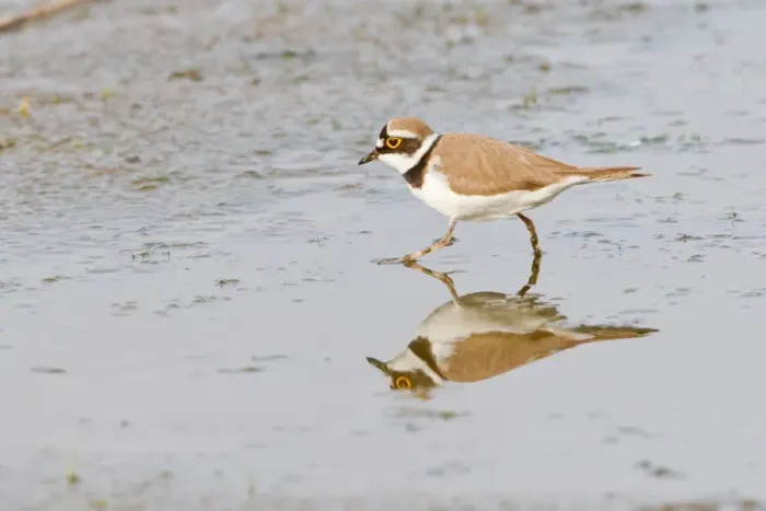 Framed Print : Little Ringed Plover -Charadrius dubius- reflected in water, Texel, The Netherlands Framed Print : Little Ringed Plover -Charadrius dubius- reflected in water, Texel, The Netherlands