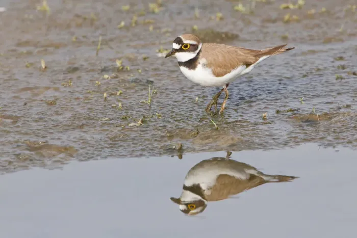 Framed Print : Little Ringed Plover -Charadrius dubius- reflected in water, Texel, The Netherlands Framed Print : Little Ringed Plover -Charadrius dubius- reflected in water, Texel, The Netherlands