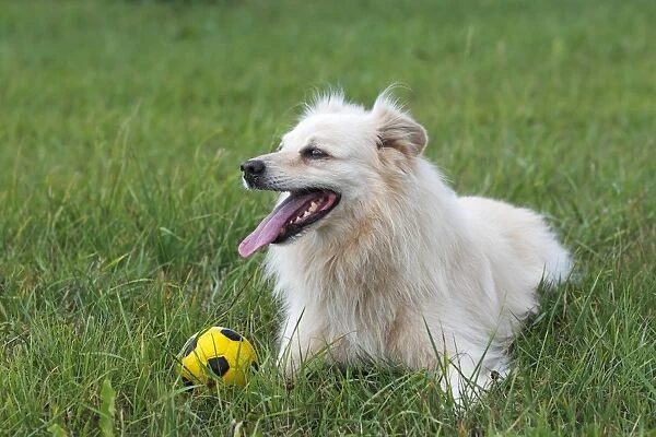 Little white dog, spitz half-breed (Canis lupus familiaris), male domestic dog