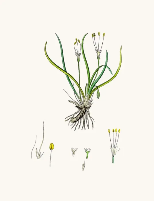 Framed Print : Littorella lacustris plant Framed Print : Littorella lacustris plant