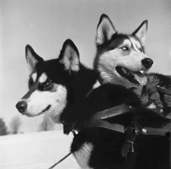 Framed Print : Lively Huskies Framed Print : Lively Huskies
