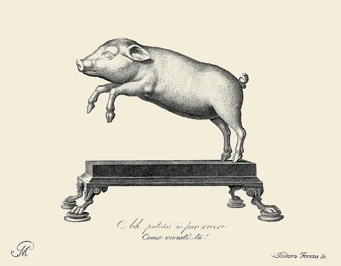 Framed Print : Lively Leaping Pig Framed Print : Lively Leaping Pig
