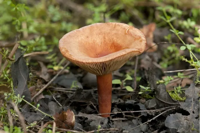 Framed Print : Liver Milkcap -Lactarius hepaticus-, mycorrhizal fungus, inedible Framed Print : Liver Milkcap -Lactarius hepaticus-, mycorrhizal fungus, inedible