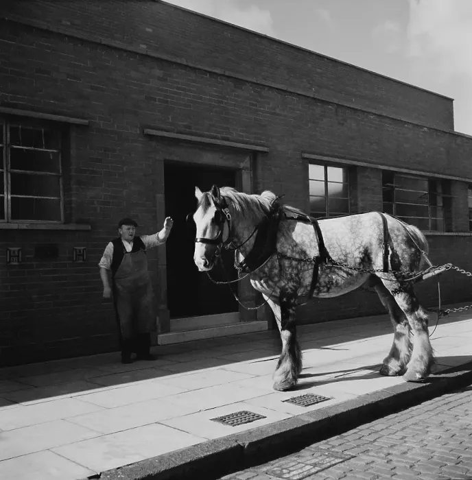 Framed Print : Liverpool Carthorse Framed Print : Liverpool Carthorse