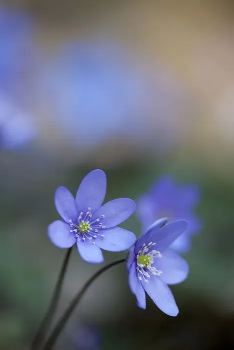 Framed Print : Liverwort (Anemone hepatica), Bavaria, Germany Framed Print : Liverwort (Anemone hepatica), Bavaria, Germany