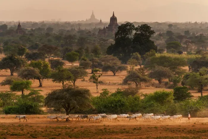 Framed Print : Livestock at Bagan Framed Print : Livestock at Bagan