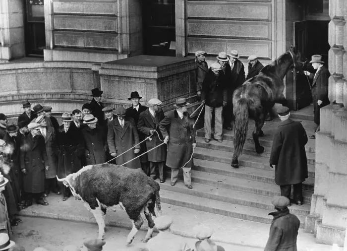 Framed Print : Livestock Being Brought to State House Framed Print : Livestock Being Brought to State House