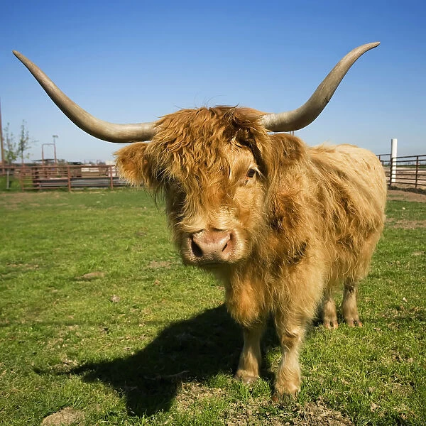Livestock - Scottish Highland beef cow on a green pasture  /  near Escalon, California, USA