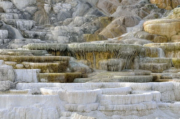 Living Color sinter terraces, coloured by thermophilic bacteria, Lower Terraces Area, Mammoth Hot Springs, Yellowstone National Park, Wyoming, USA