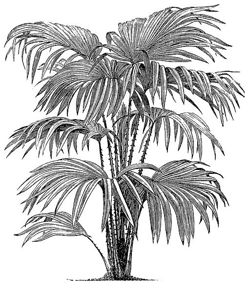 Livistona chinensis, the Chinese fan palm or fountain palm