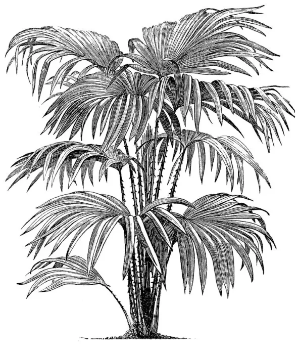 Framed Print : Livistona chinensis, the Chinese fan palm or fountain palm Framed Print : Livistona chinensis, the Chinese fan palm or fountain palm