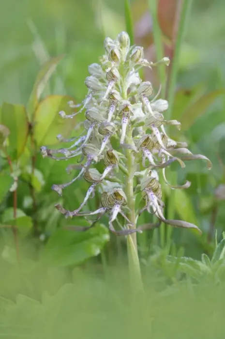 Framed Print : Lizard Orchid -Himantoglossum hircinum- Framed Print : Lizard Orchid -Himantoglossum hircinum-