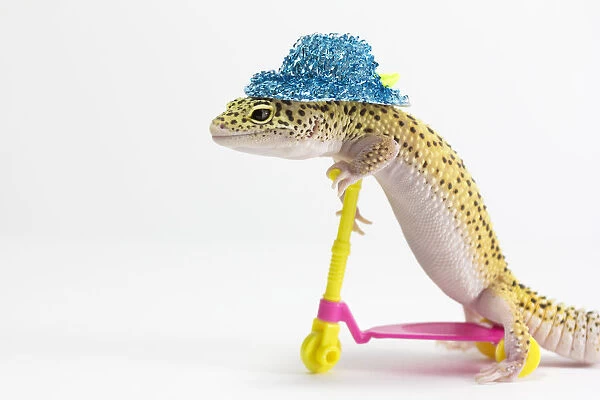 Lizard on a push scooter with blue hat on head
