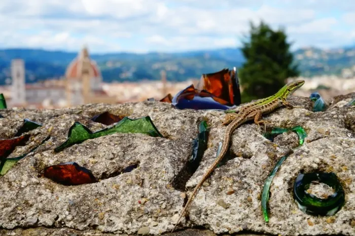Framed Print : Lizard on the Wall, Old Florence in the background, Italy Framed Print : Lizard on the Wall, Old Florence in the background, Italy