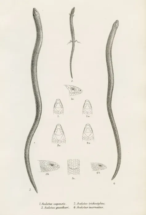 Framed Print : Lizards engraving 1887