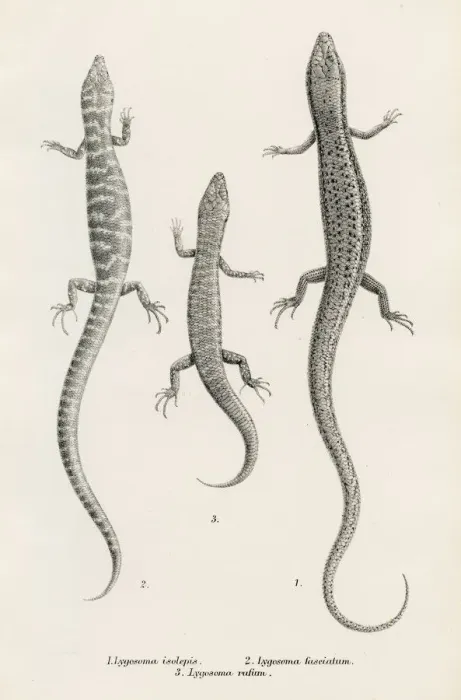 Framed Print : Lizards engraving 1887 Framed Print : Lizards engraving 1887