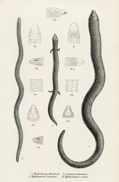Framed Print : Lizards engraving 1887 Framed Print : Lizards engraving 1887